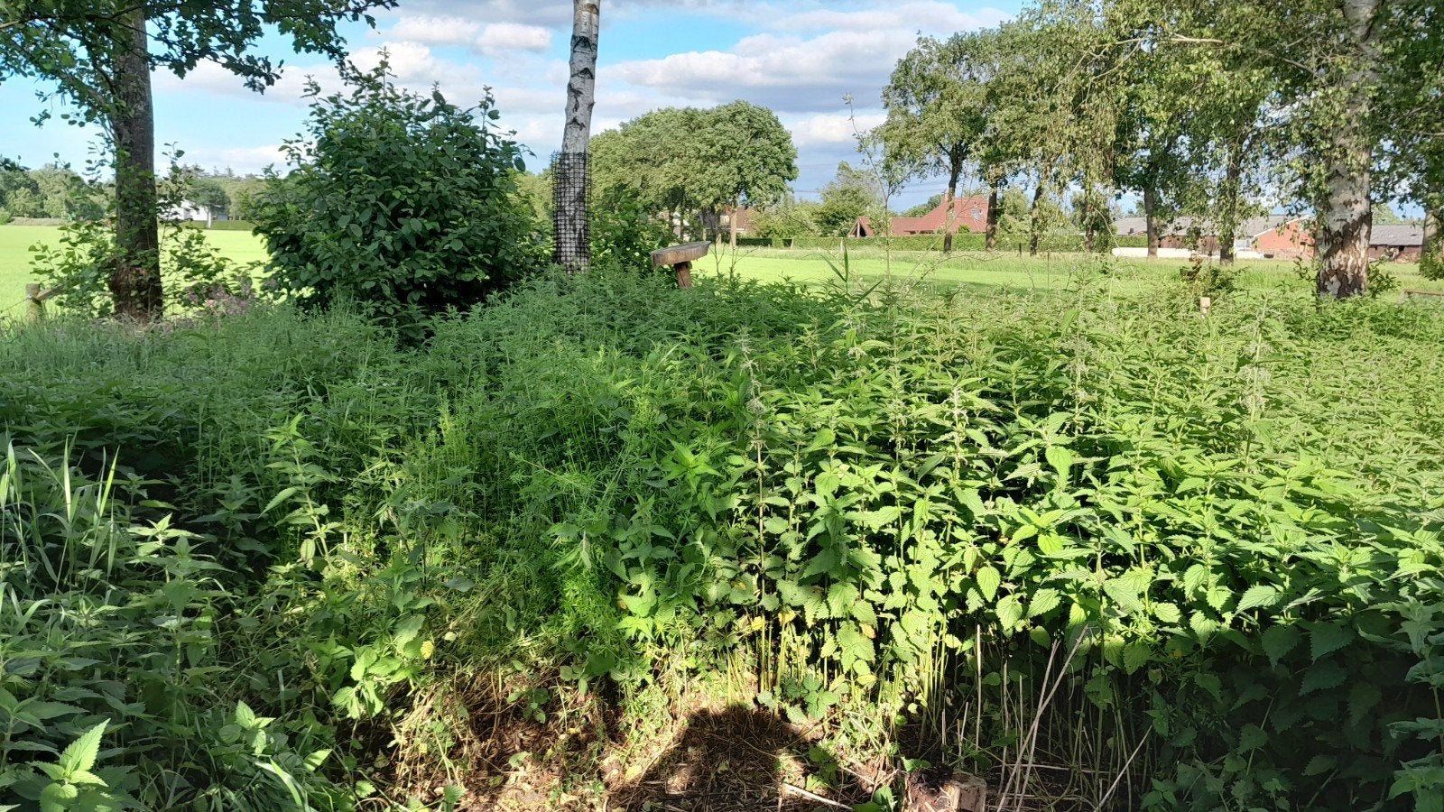 Gratis Brandnetels, Ophalen, Eenjarig, Groenteplanten, Volle zon