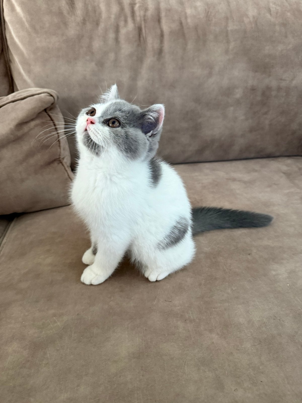 Britse korthaar kater met stamboom, Dieren en Toebehoren, Katten en Kittens | Raskatten | Korthaar, Kater, Met stamboom