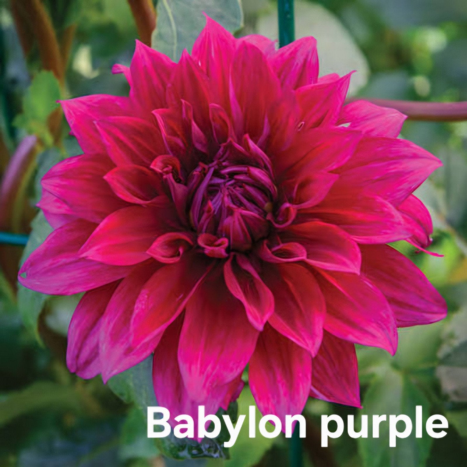 Dahlia Babylon purple in pot, Ophalen