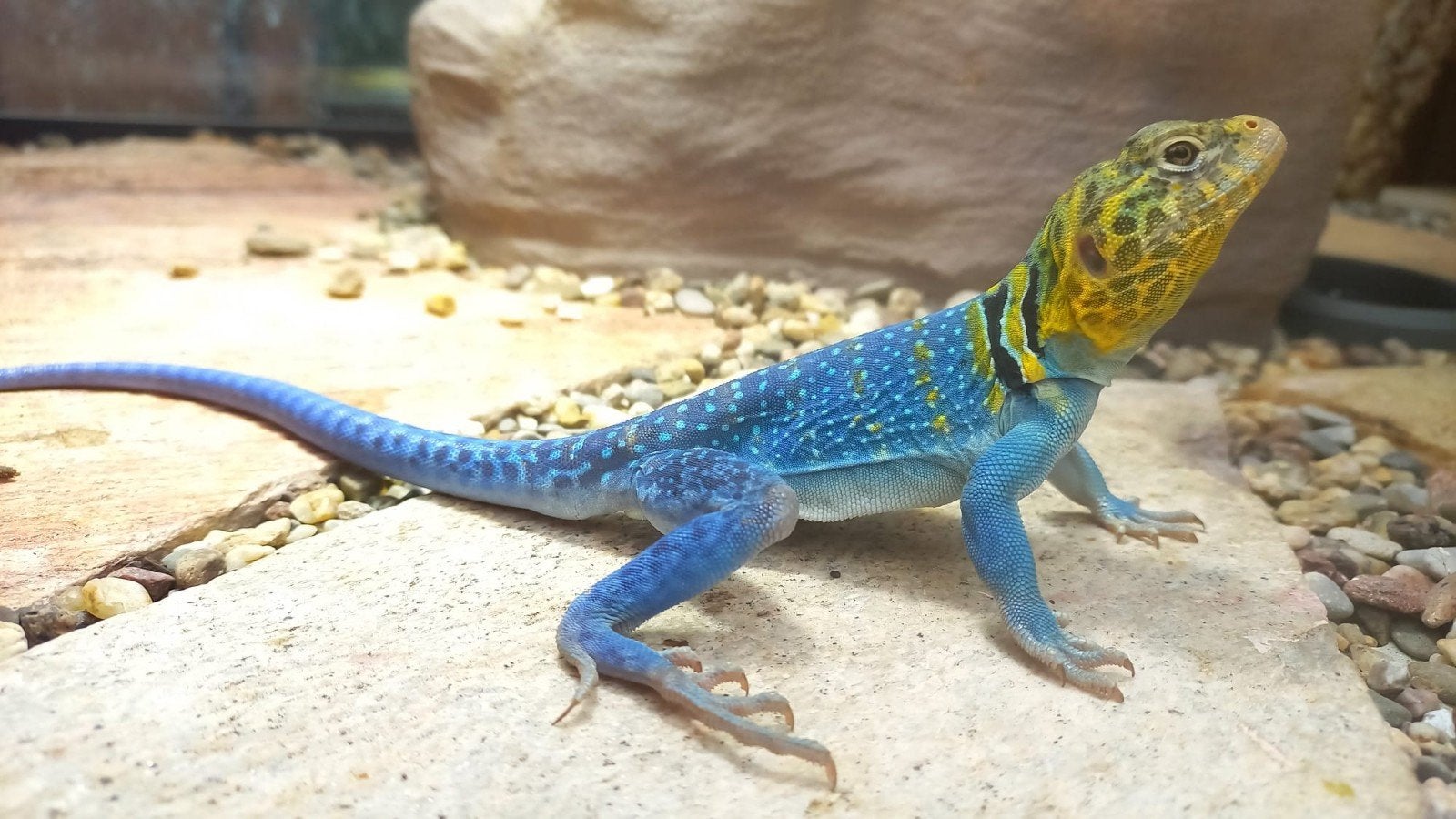 Koppel Halsband Leguaan Blazing Blue 2026, Dieren en Toebehoren, Hagedis, Tam, 0 tot 2 jaar