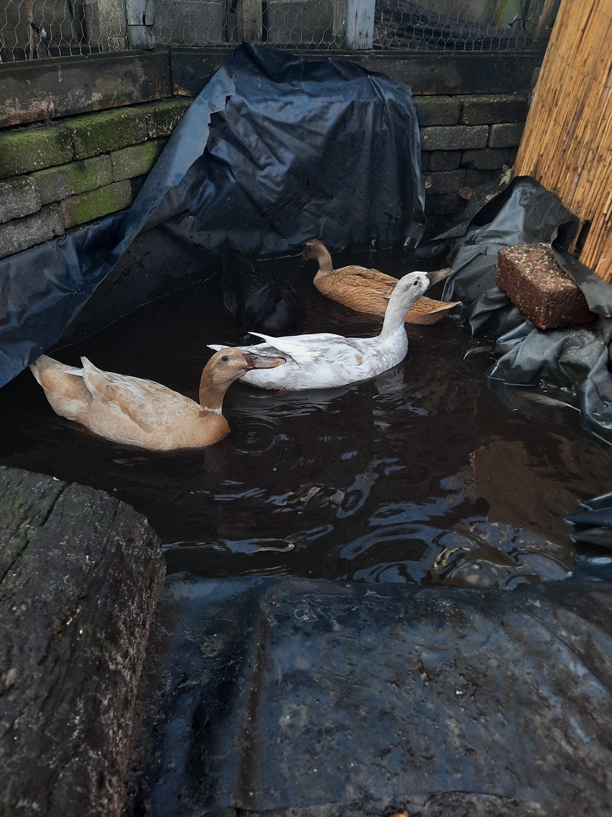 4 volwassen loopeenden, Dieren en Toebehoren, Vrouwelijk, Eend