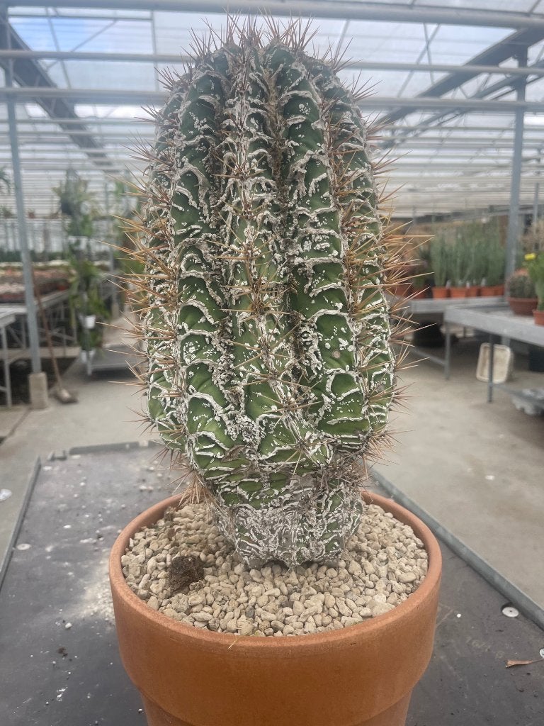 Cactus Astrophytum Ornatum cv. Fukuryu Hania potmaat 20cm, Ophalen of Verzenden, Minder dan 100 cm, Bloeiende kamerplant, Volle zon