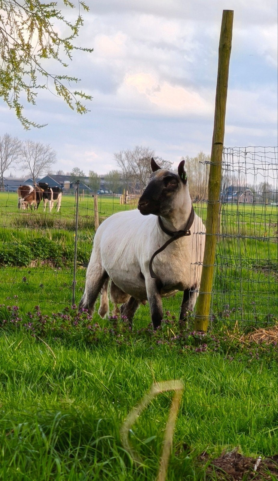 Lieve bewezen clun forest dekram, Mannelijk, Schaap