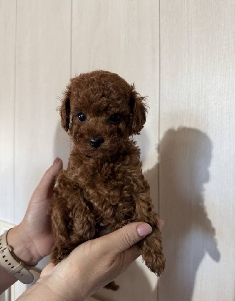 Toy Poedel reu, Poedel, 15 weken tot 1 jaar, Reu, Parvo