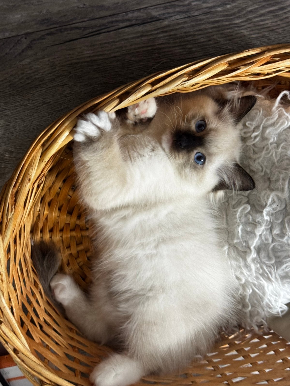 Prachtig Ragdoll katertje – 9 weken, Kater, Ontwormd, 0 tot 2 jaar