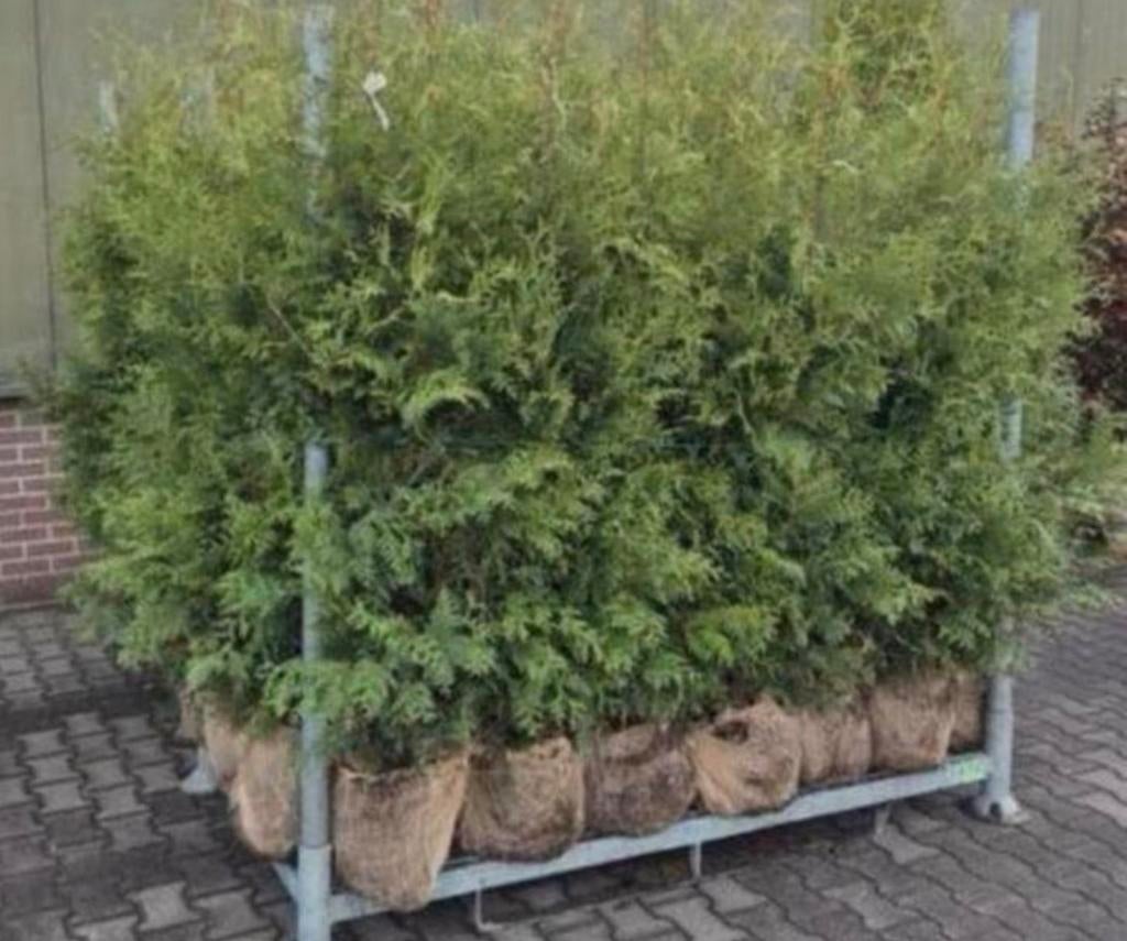 Thuja BRABANT coniferen AKTIE, Ophalen of Verzenden, Conifeer, 100 tot 250 cm
