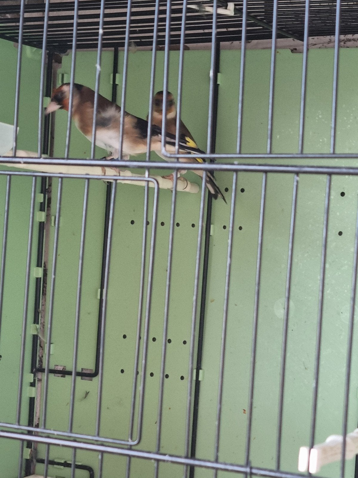 couple parva putters, Dieren en Toebehoren, Meerdere dieren, Wildzangvogel