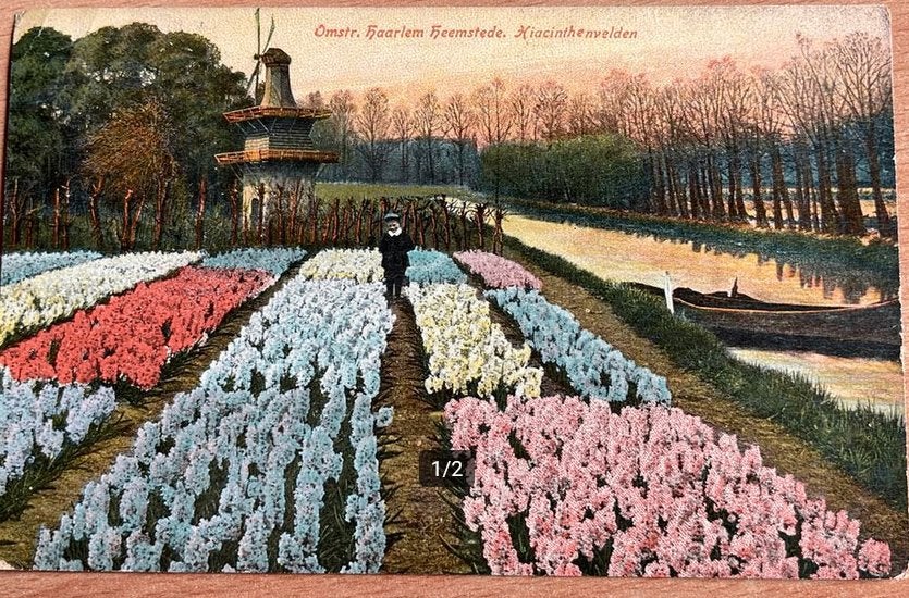 Oude ansichtkaart Heemstede Hyacintenvelden 1913, Ophalen of Verzenden, Voor 1920, Gelopen, Noord-Holland