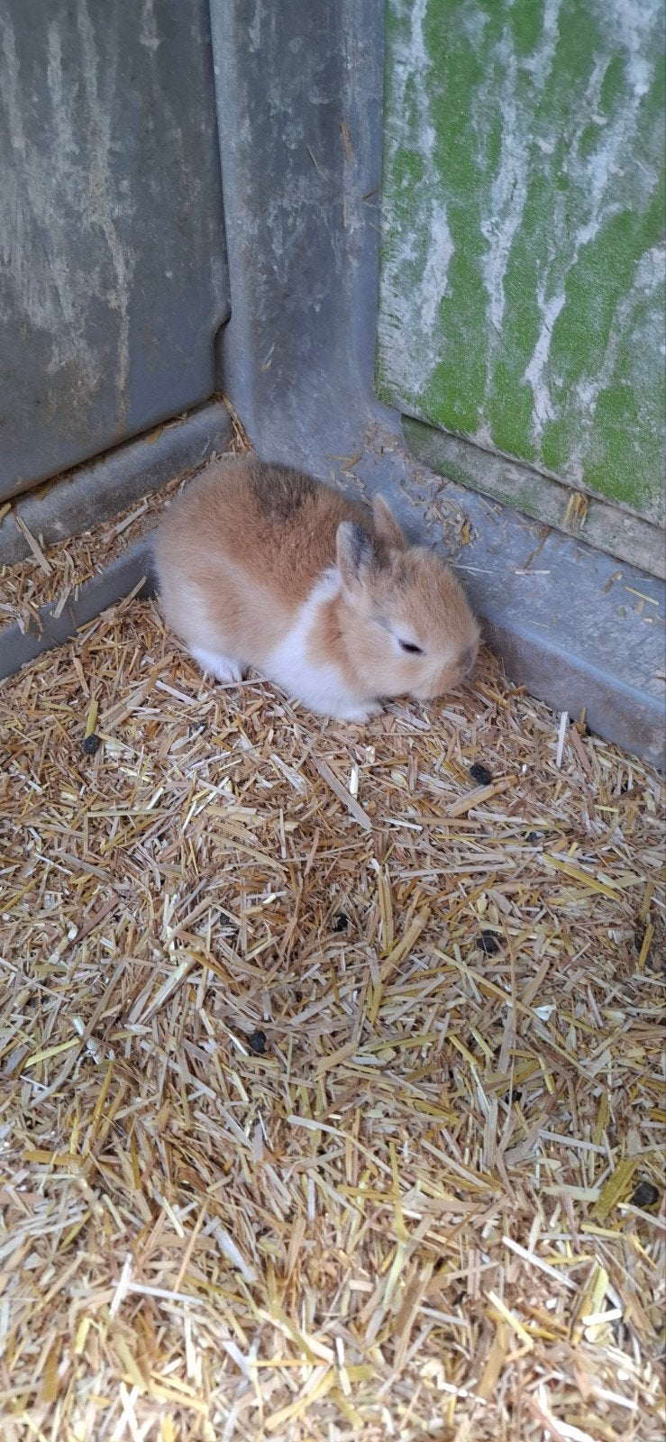 jonge konijntjes, Dieren en Toebehoren, Konijnen, Meerdere dieren, Middelgroot, 0 tot 2 jaar