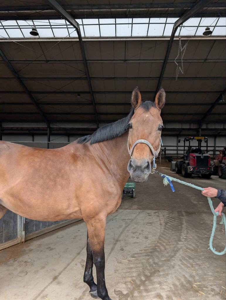 Lieve E pony, Dieren en Toebehoren, Paarden, Merrie, 11 jaar of ouder, Recreatiepaard