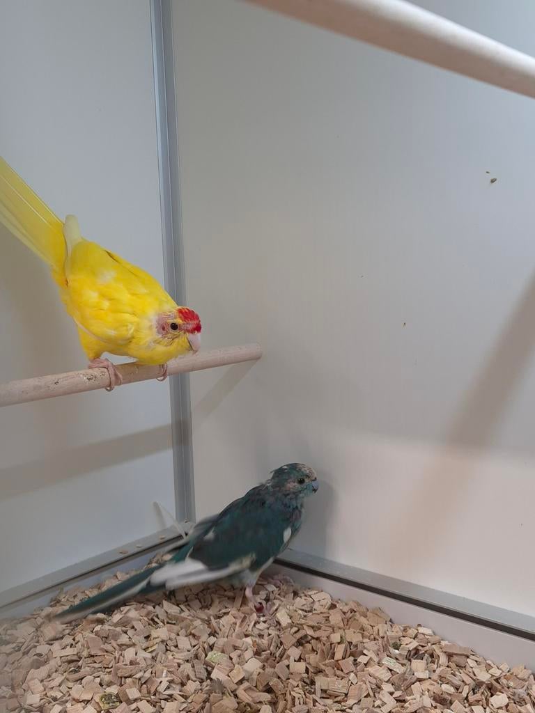 2-2 Kakarikis, Meerdere dieren, Parkiet, Geringd