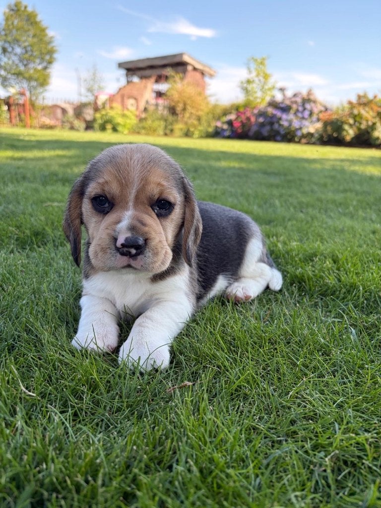 Puppjes, Beagle, Fokker | Hobbymatig, 8 tot 15 weken, Buitenland