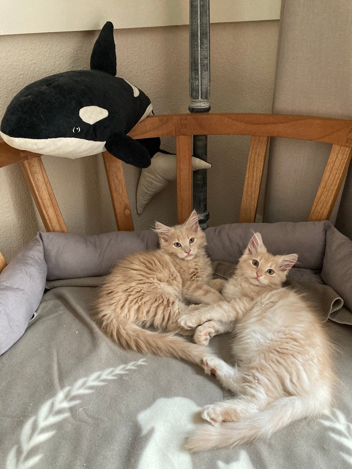 Maine coon kittens, Dieren en Toebehoren, Poes, Ingeënt