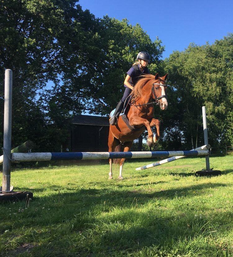 Lieve, betrouwbare C-pony, 16 jaar, veel buitenritervaring, Dieren en Toebehoren, Merrie, C pony (1.27m tot 1.37m), Gechipt, 11 jaar of ouder