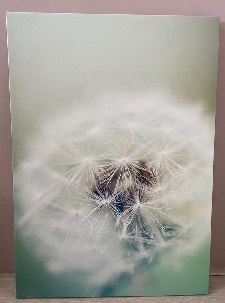 Pluisje, Huis en Inrichting, Woonaccessoires | Schilderijen, Tekeningen en Foto's, Ophalen, Schilderij, Minder dan 50 cm