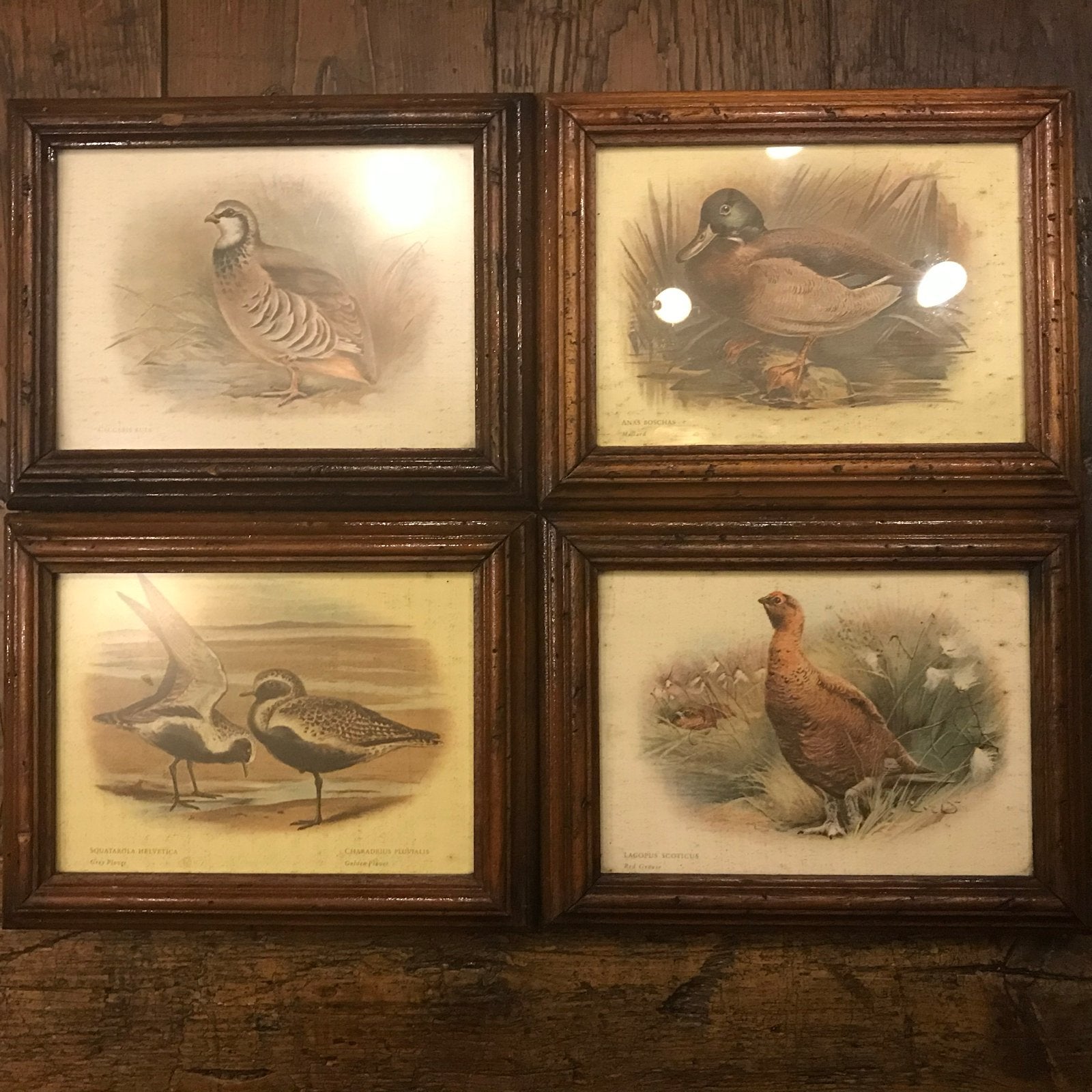 Set van 4 ingelijste vogelprints, Antiek en Kunst, Kunst | Tekeningen en Foto's, Print, Print/reproductie, Ingelijst, Ophalen of Verzenden