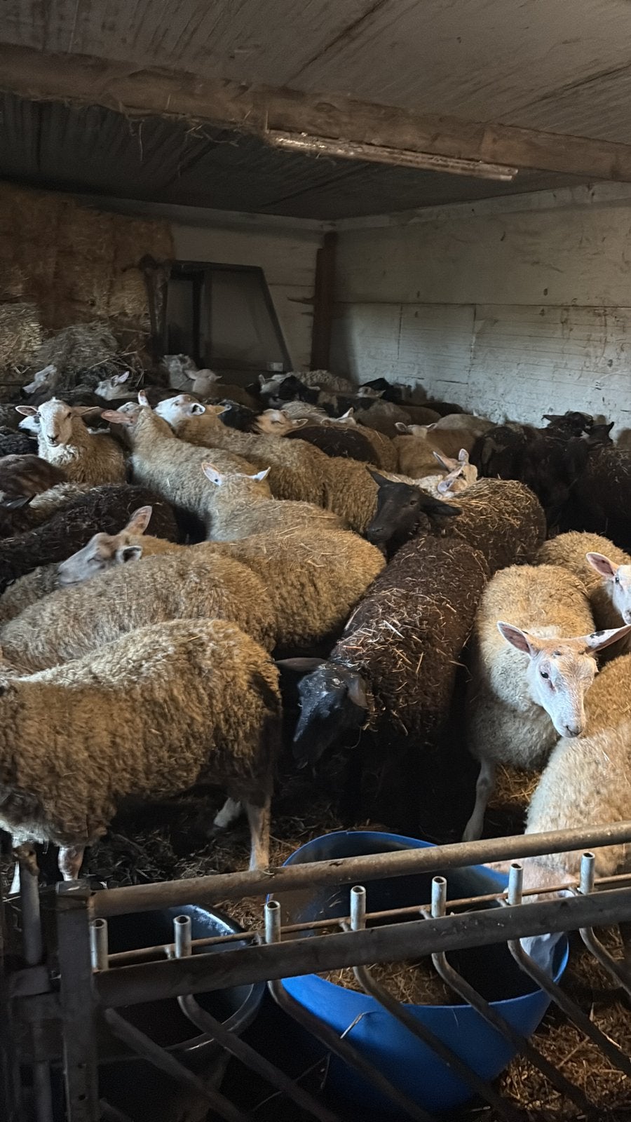 50 lammeren, Meerdere dieren, Schaap