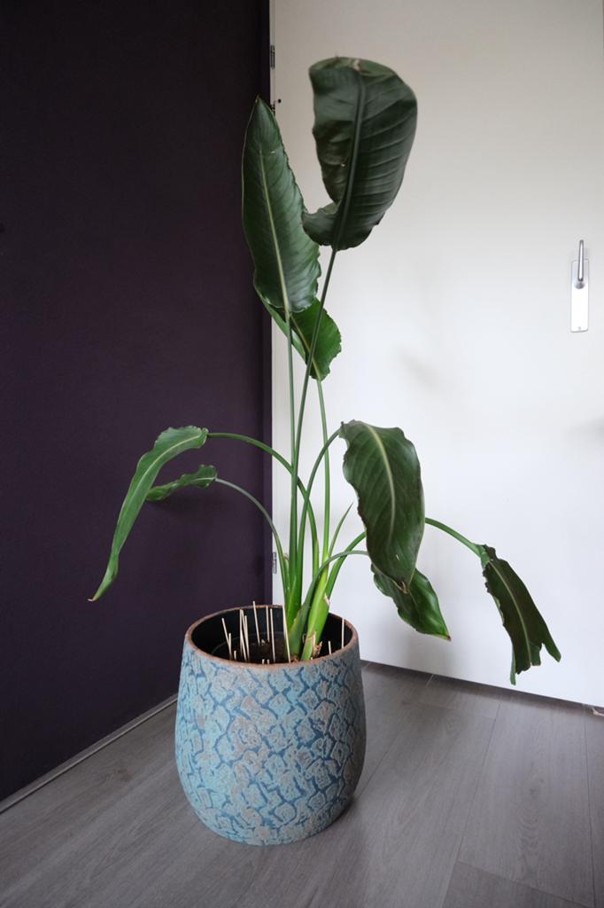Strelitzia plant met binnenpot, Ophalen, 100 tot 150 cm, Overige soorten, Volle zon