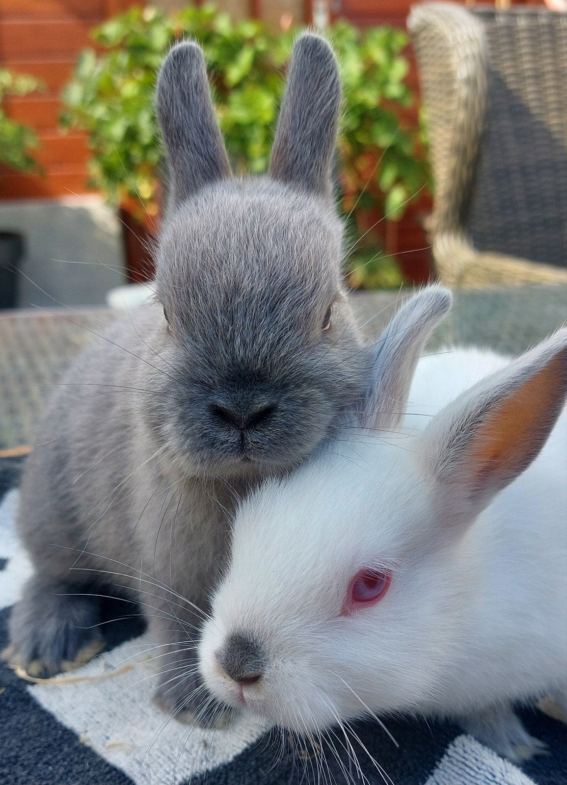 2 jonge kleurdwergjes, Dieren en Toebehoren, Konijnen, Meerdere dieren, Dwerg, 0 tot 2 jaar