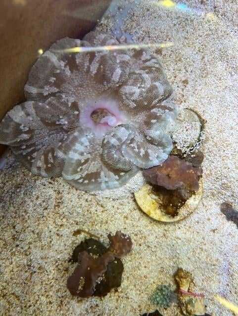 anemoon, Dieren en Toebehoren, Vis, Zoutwatervis