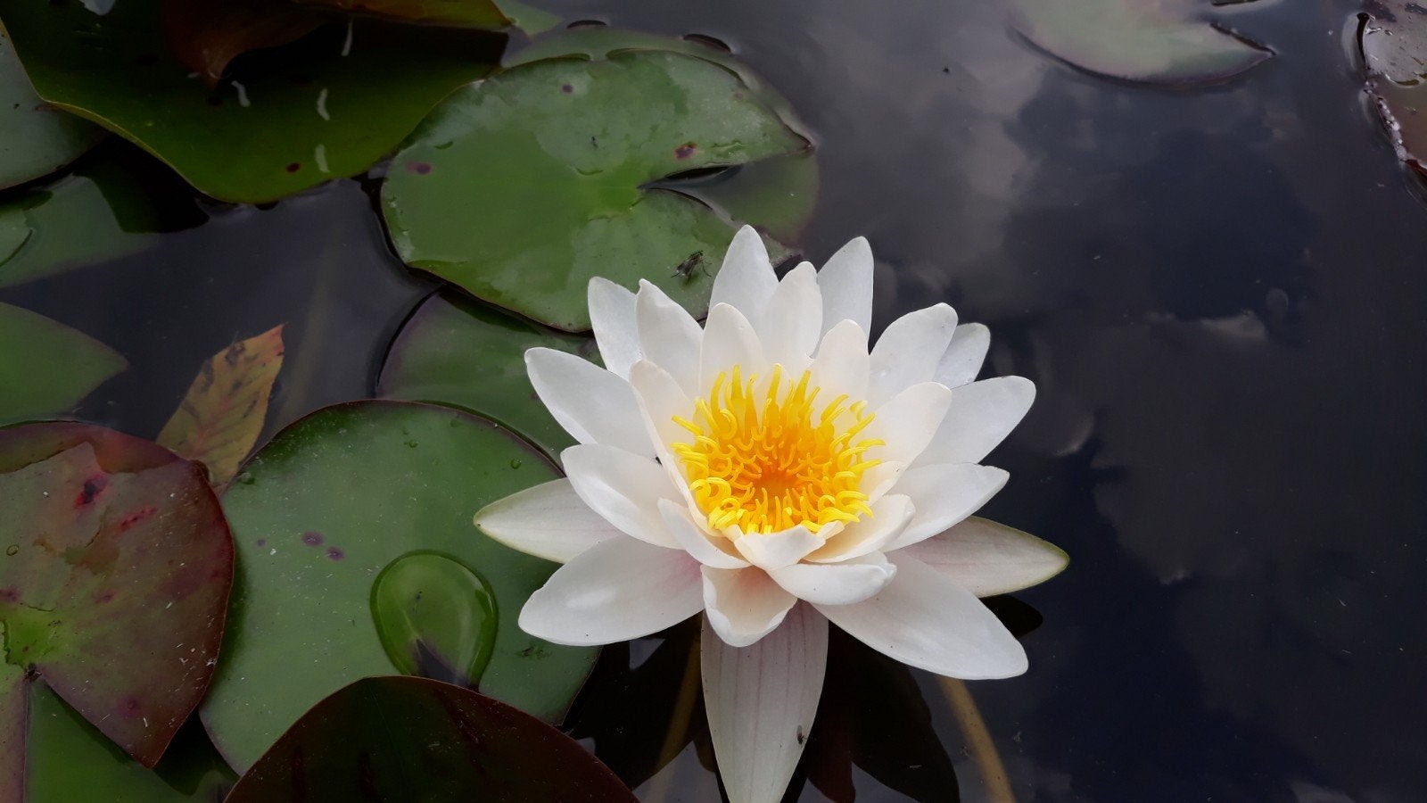 Waterlelies, alleen vandaag af te halen, Tuin en Terras, Planten | Tuinplanten, Ophalen, Volle zon, Vaste plant, Zomer