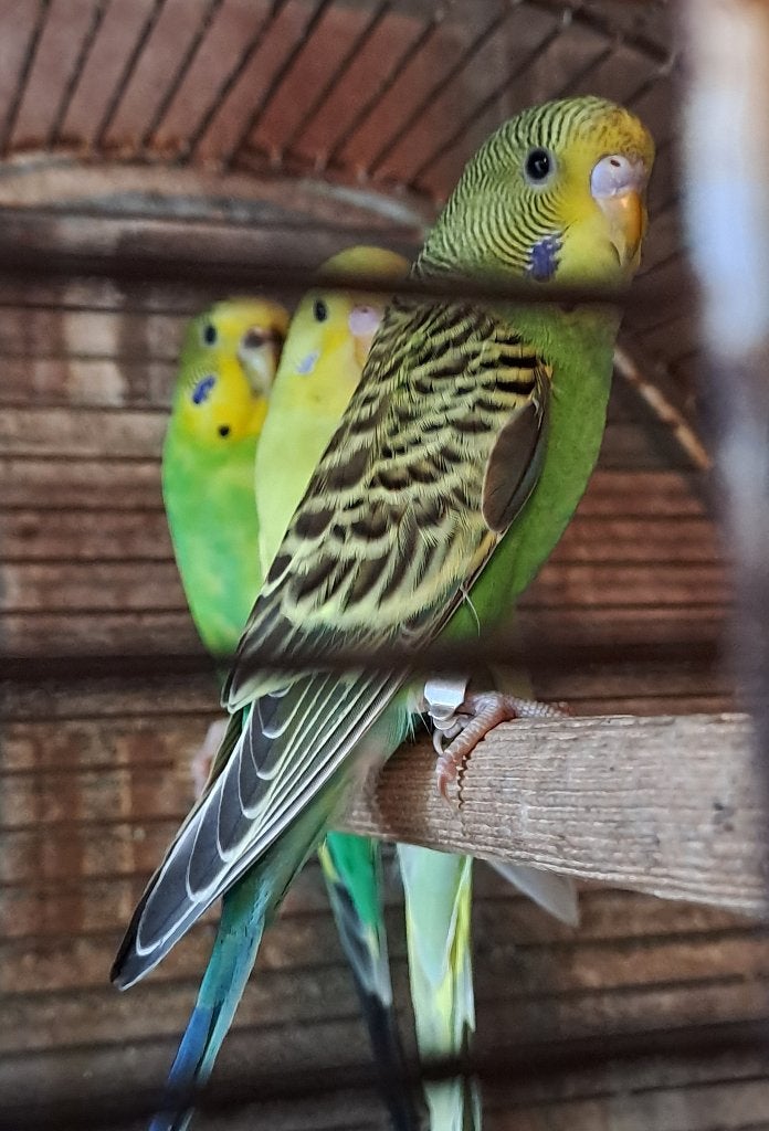 jonge grasparkieten, Meerdere dieren, Parkiet