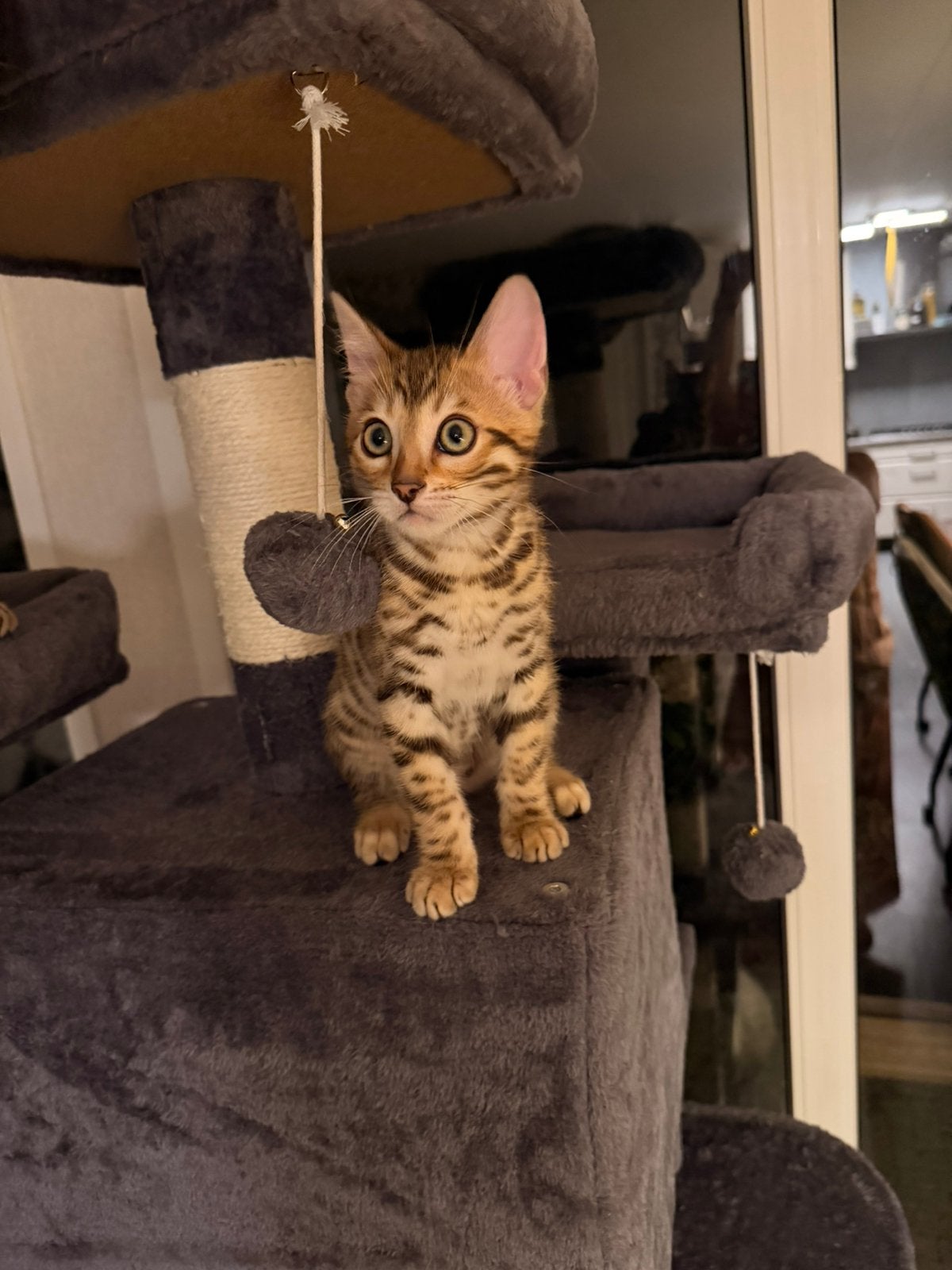 Bengaal kitten( katertje), Kater, Ontwormd