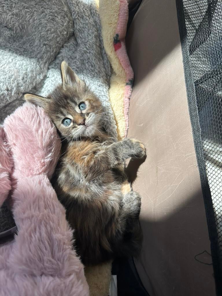 Maine Coon kittens met stamboom en Russische kampioenslijnen, Dieren en Toebehoren, Katten en Kittens | Raskatten | Langhaar, Meerdere dieren