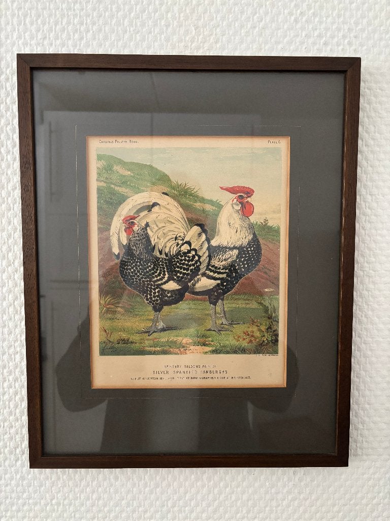 Antieke litho kip in houten lijst achter glas. 1880. Harrods, Antiek en Kunst, Kunst | Litho's en Zeefdrukken, Ophalen of Verzenden
