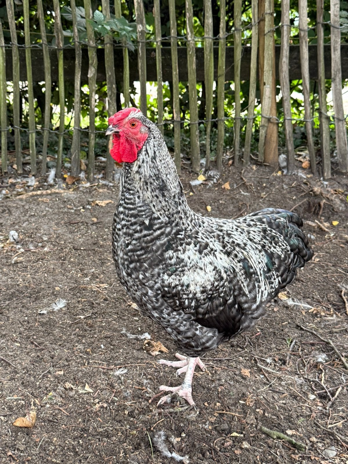 Wyandotte haan | maart 2026, Dieren en Toebehoren, Pluimvee, Mannelijk, Kip