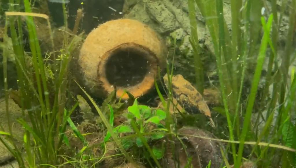 Tetraodon Palembangensis XL Bultrugkogelvis rond 20 cm., Dieren en Toebehoren, Vissen | Aquariumvissen, Vis, Zoetwatervis