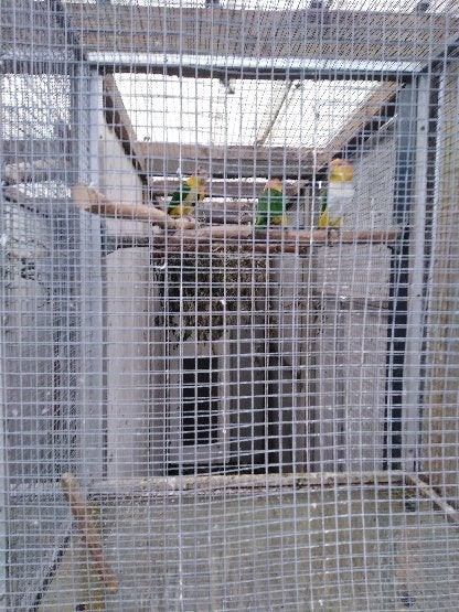 roestkop caiques, Meerdere dieren, Papegaai, Geringd