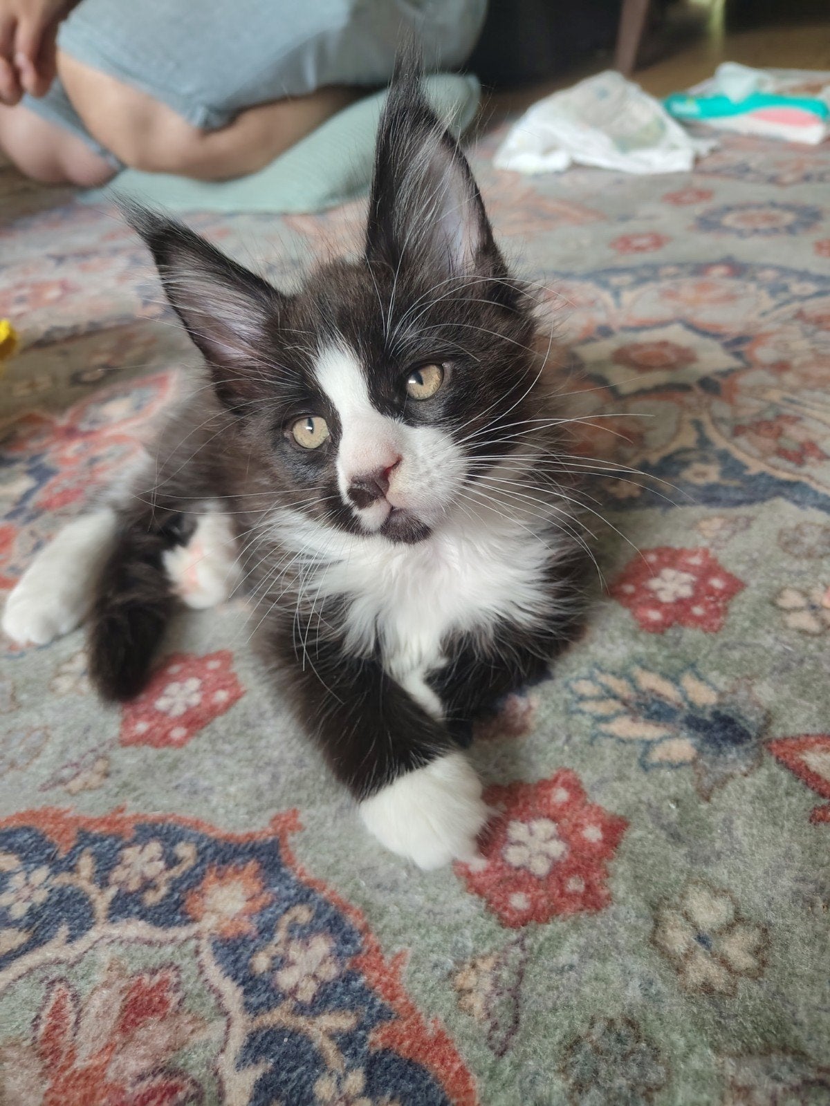 Mainecoon Kittens met stamboom, Dieren en Toebehoren, Meerdere dieren, Met stamboom