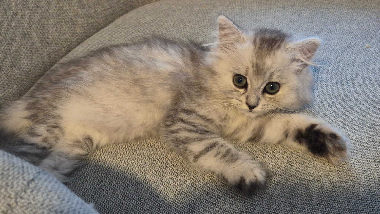 ragdoll x britsekorthaar kittens mogen het nest verlaten, Meerdere dieren, Ontwormd