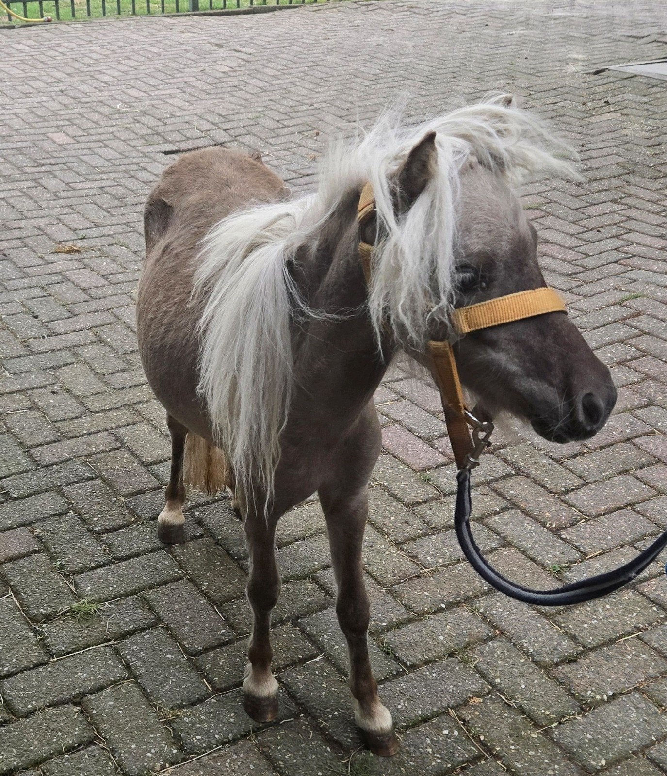 Ontzettend Mooi, Luxe,69cm, Mini Paardje Merrie, Zilverappel, Dieren en Toebehoren, Pony's, Merrie, Gechipt, 0 tot 2 jaar