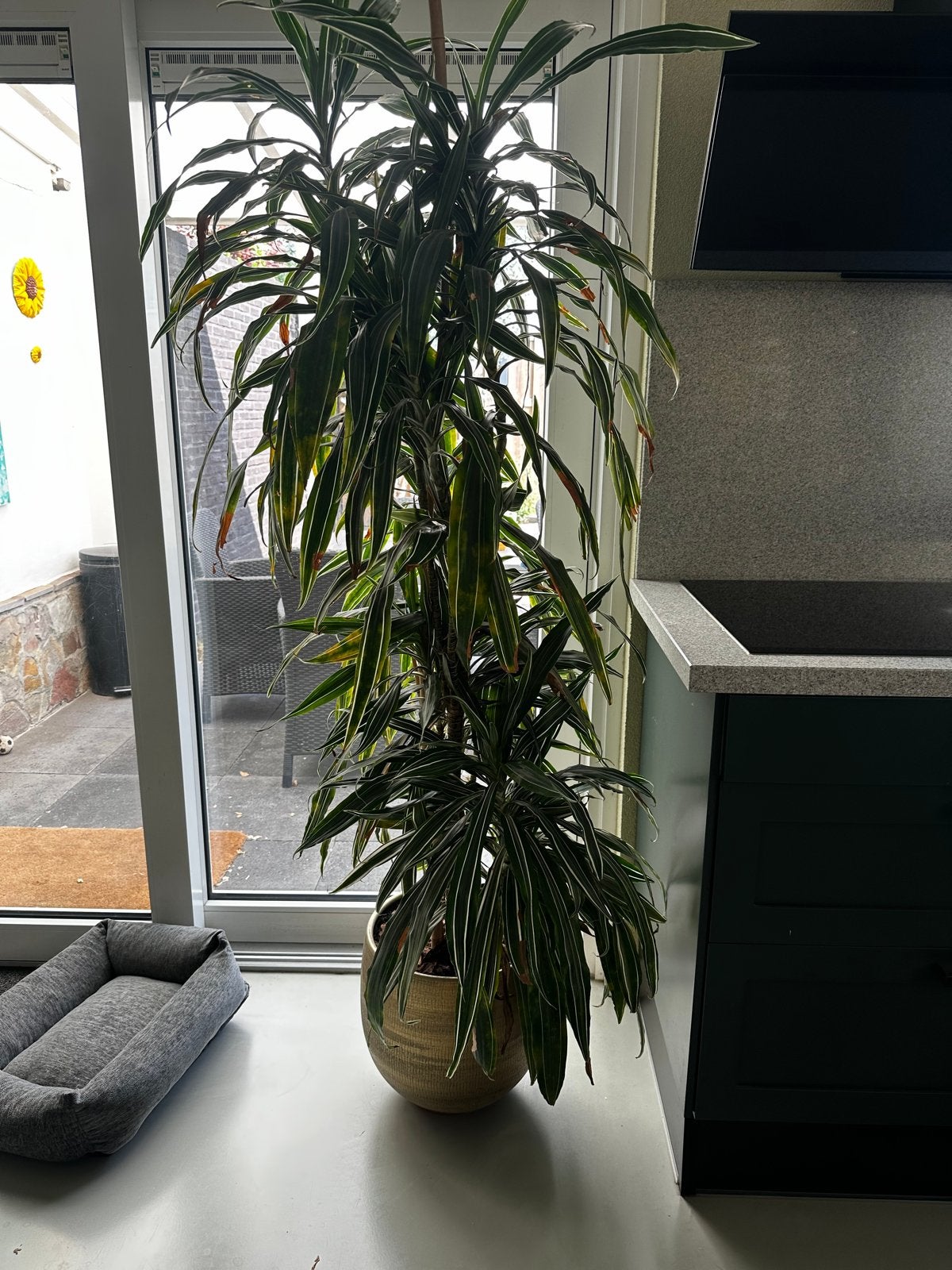 Grote Dracaena plant inclusief pot, Ophalen, Overige soorten, Halfschaduw, In pot