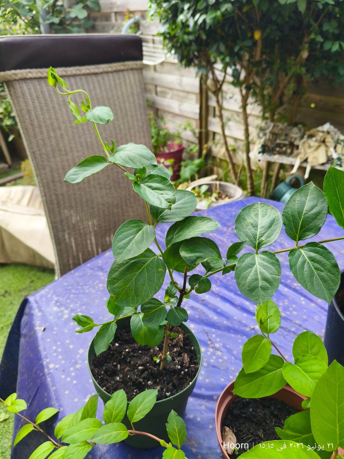 Iraakse jasmijn, Ophalen, Vaste plant, Halfschaduw, Klimplanten