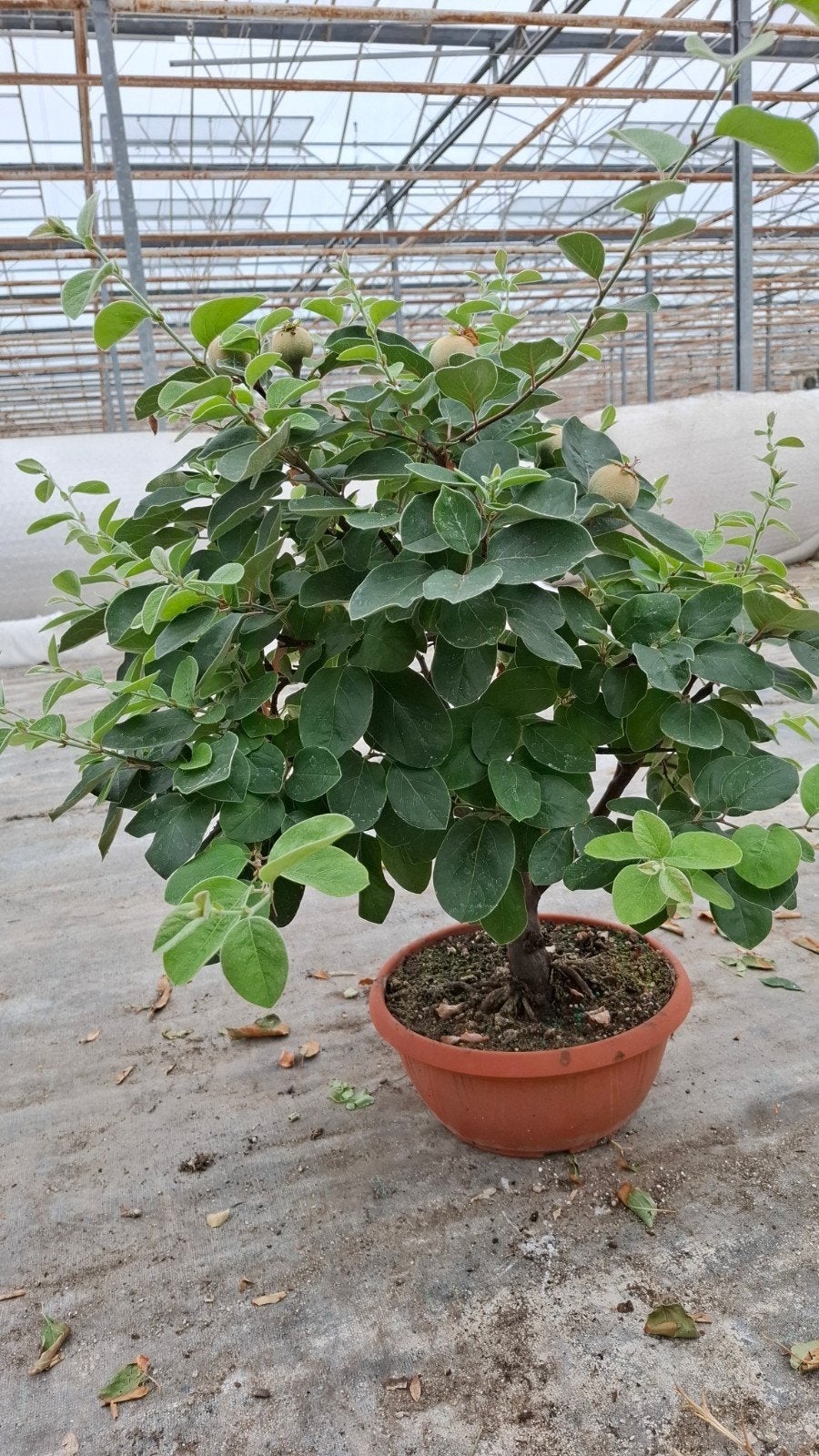 Kweepeer Cydonia Oblonga bonsai, Ophalen of Verzenden, Lente, Fruitplanten, Volle zon