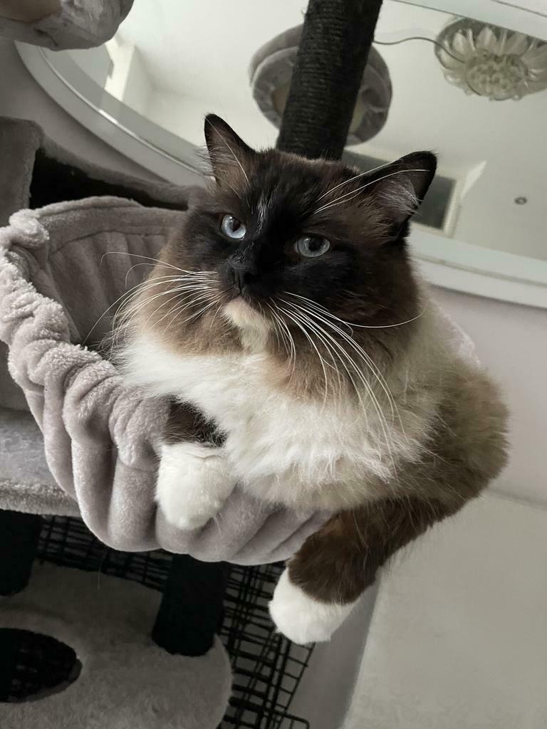 Foto 8 van Ragdoll DNA GETEST(dekkater)NIET TE KOOP