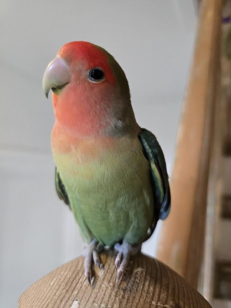 Agapornis roseicollis, vrouwtje genaamd Mango, 1 jaar oud, Dieren en Toebehoren, Vogels | Parkieten en Papegaaien, Vrouwelijk