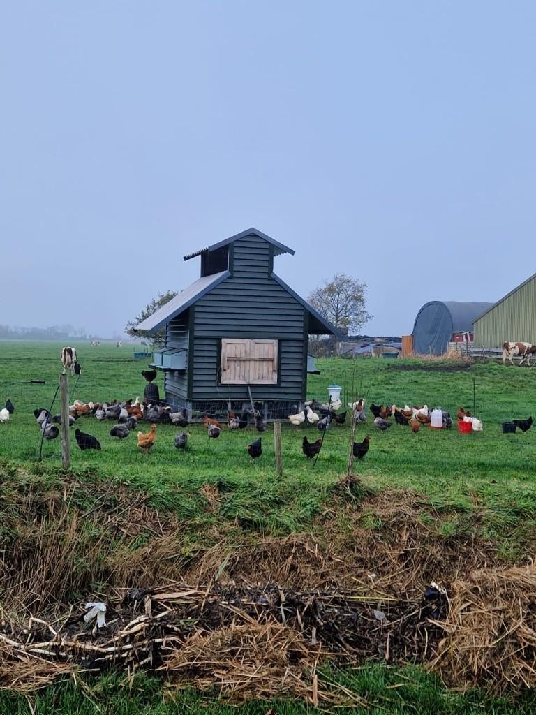 Jonge leghennen te koop in diverse kleuren en rassen, Dieren en Toebehoren, Pluimvee, Vrouwelijk, Kip