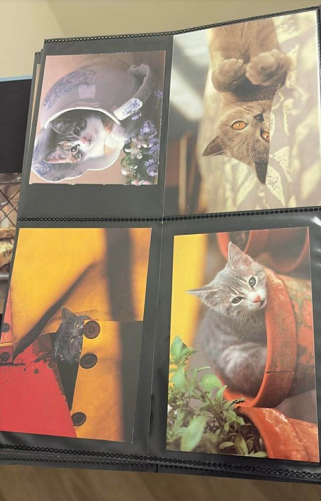 Kaarten fotokaarten poes poezen kat katten kleur zwart wit, Ophalen of Verzenden, 1980 tot heden, Hond of Kat