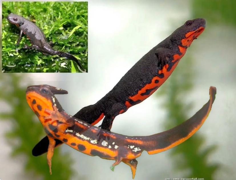 Gezocht: salamander voor paludarium, Dieren en Toebehoren, Overige soorten, 0 tot 2 jaar