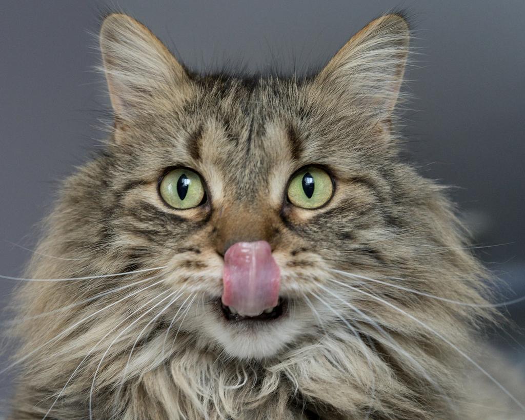 Siberische/ragdoll tabby kitten gezocht, Kater, Met stamboom, 0 tot 2 jaar