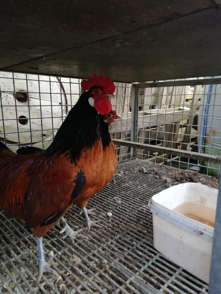 kippenTe koop Vorwerk hen en haan., Dieren en Toebehoren, Pluimvee, Meerdere dieren, Kip
