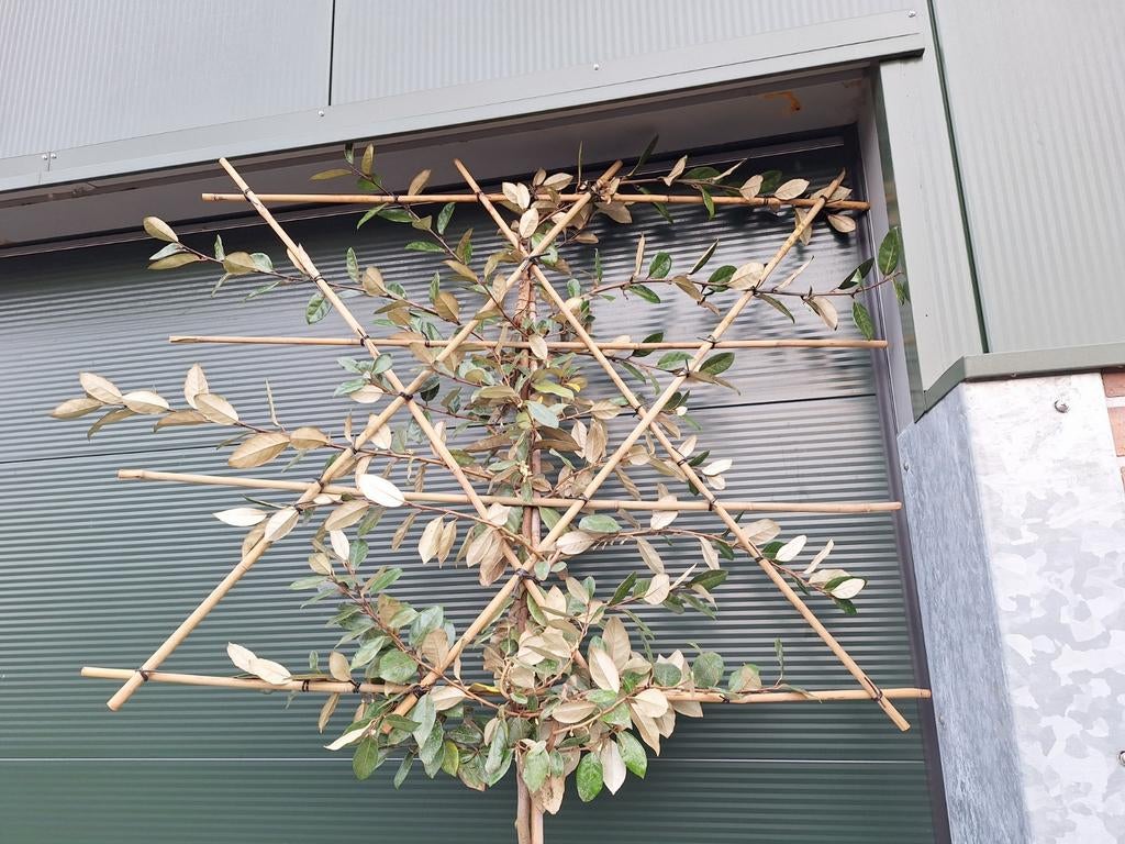 Lei Olijfwilg Elaeagnus ebbingei - wintergroen leischerm, Tuin en Terras, Planten | Bomen, Ophalen, In pot, Leiboom, 250 tot 400 cm