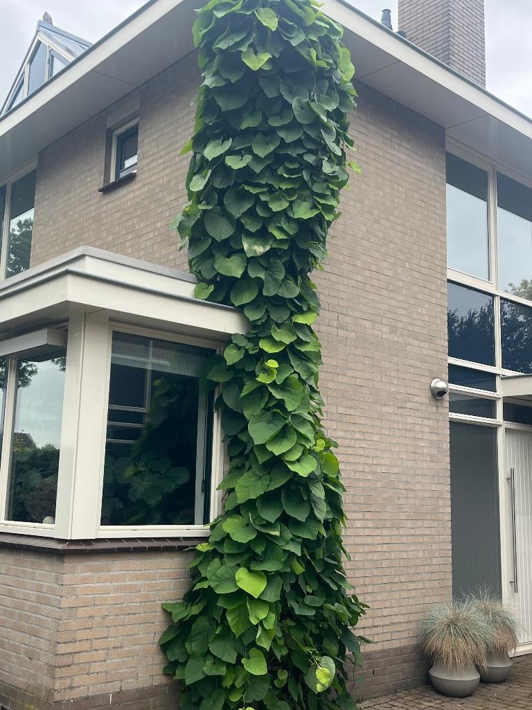 Duitse Pijp, BIJZONDERE KLIMPLANT, ARISTOLOCHIA MACROPYLLA, Tuin en Terras, Planten | Tuinplanten, Ophalen, Volle zon, Vaste plant
