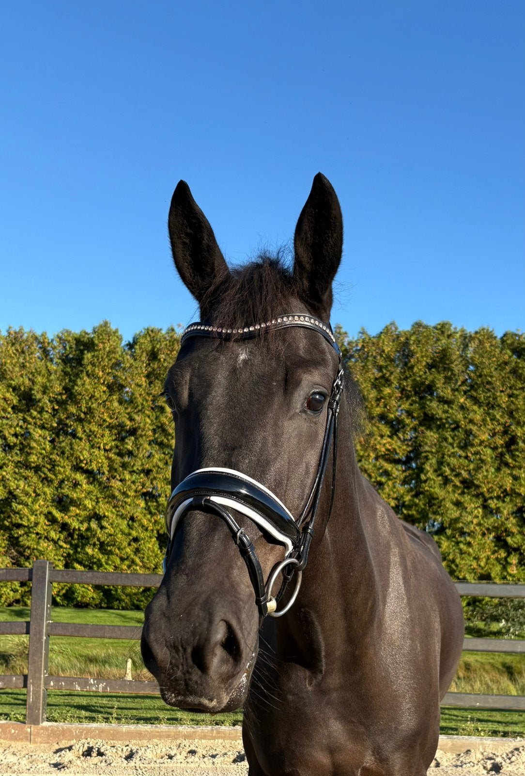 Super lieve 4 jarige ruin, Dieren en Toebehoren, Ruin, Dressuurpaard, 3 tot 6 jaar