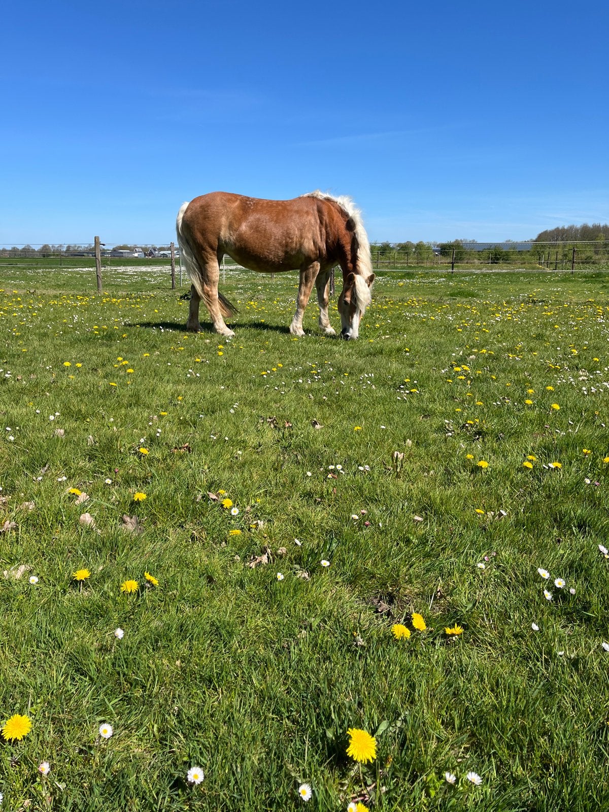 Haflingermerrie, Dieren en Toebehoren, Merrie, Dressuurpaard, 3 tot 6 jaar