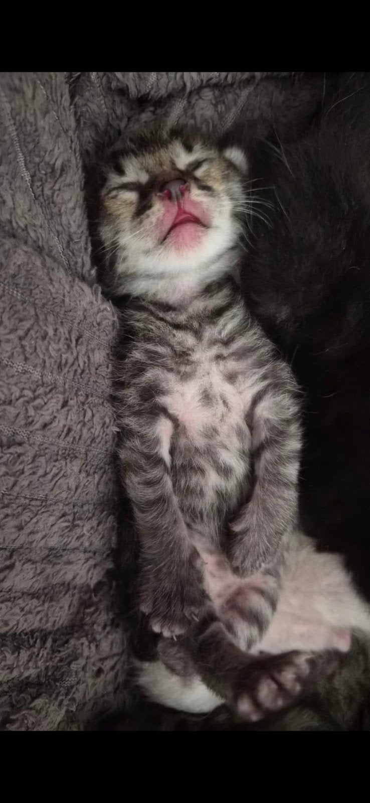 Bijzondere kittens – Savannah x Bengaal - Maine Coon, Dieren en Toebehoren, Meerdere dieren